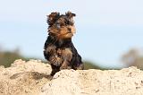 YORKSHIRE TERRIER 019